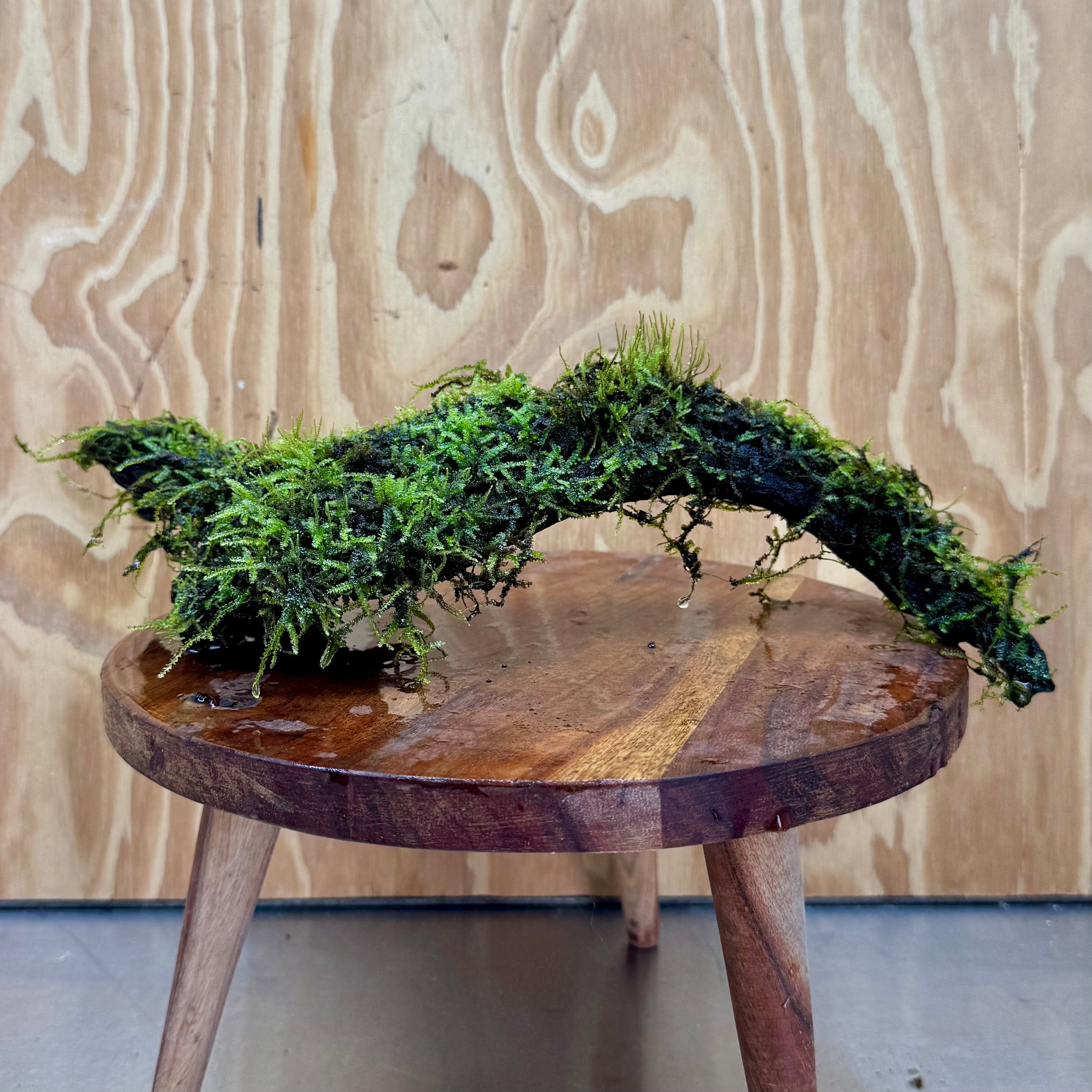 Scapeshop.com.au One Only Curve Fontinalis Log - Large (Java Moss) - One Only Curve Fontinalis Log - Large (Java Moss) - One Only