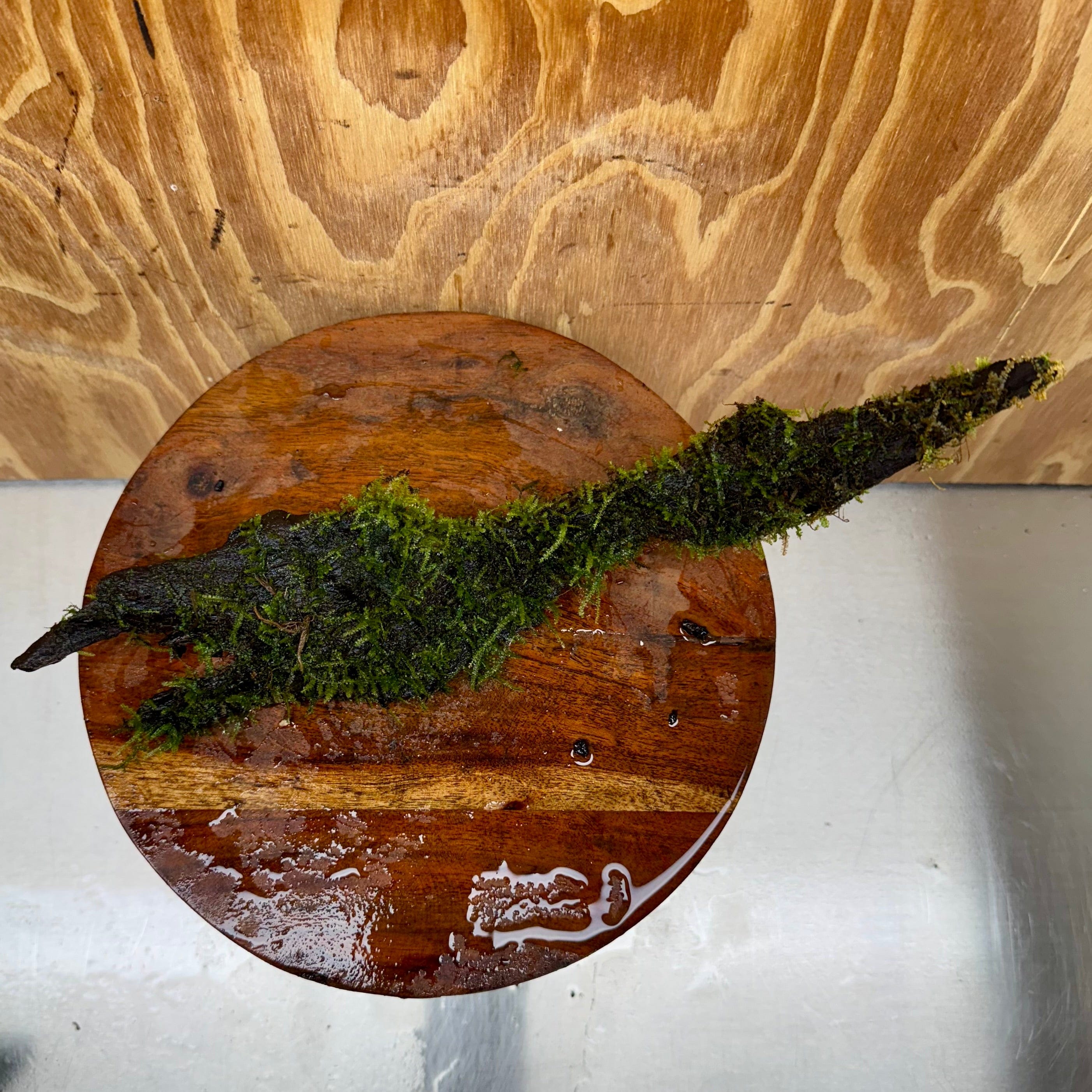 Scapeshop.com.au One Only Curve Fontinalis Log - Large (Java Moss) - One Only Curve Fontinalis Log - Large (Java Moss) - One Only
