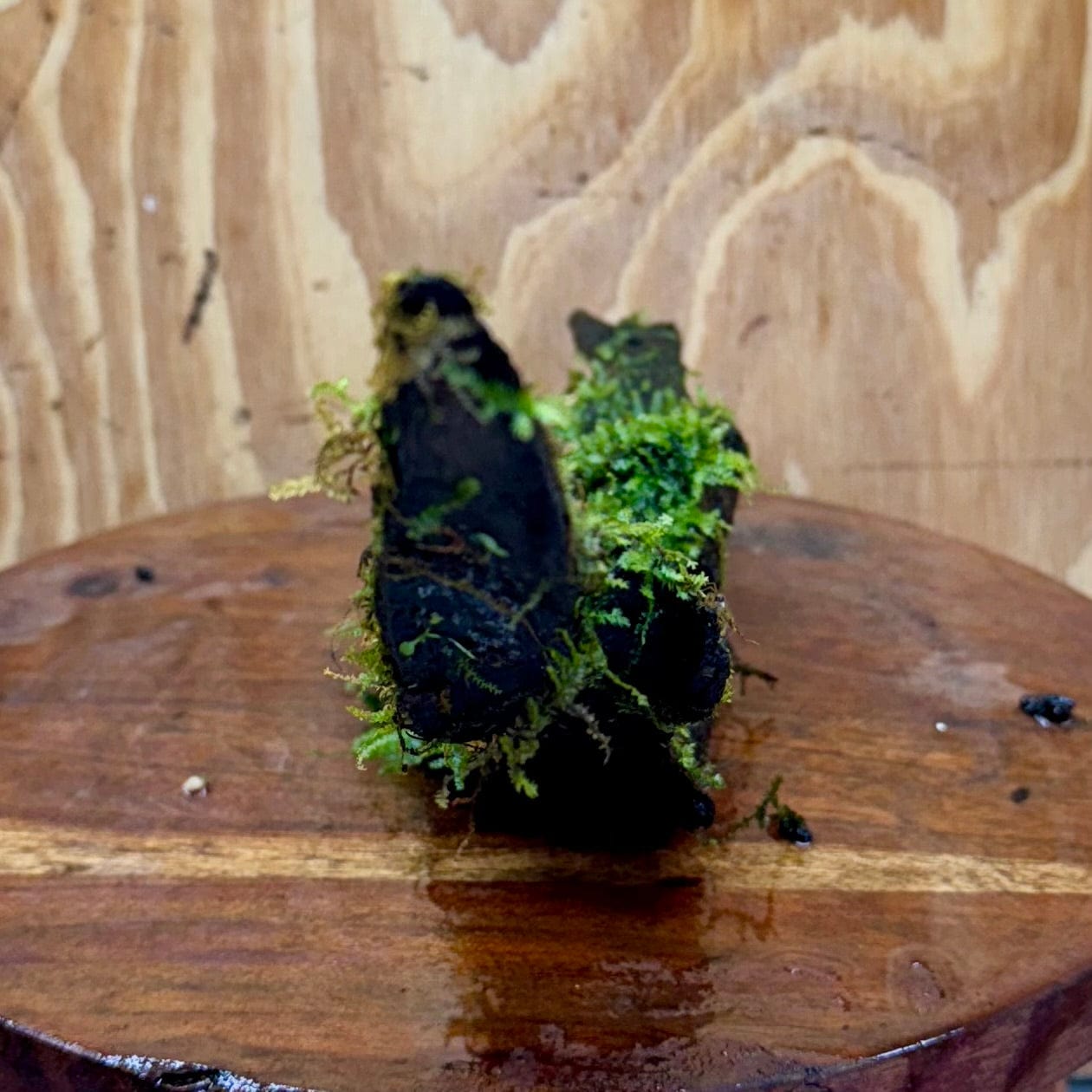 Scapeshop.com.au One Only Curve Fontinalis Log - Large (Java Moss) - One Only Curve Fontinalis Log - Large (Java Moss) - One Only