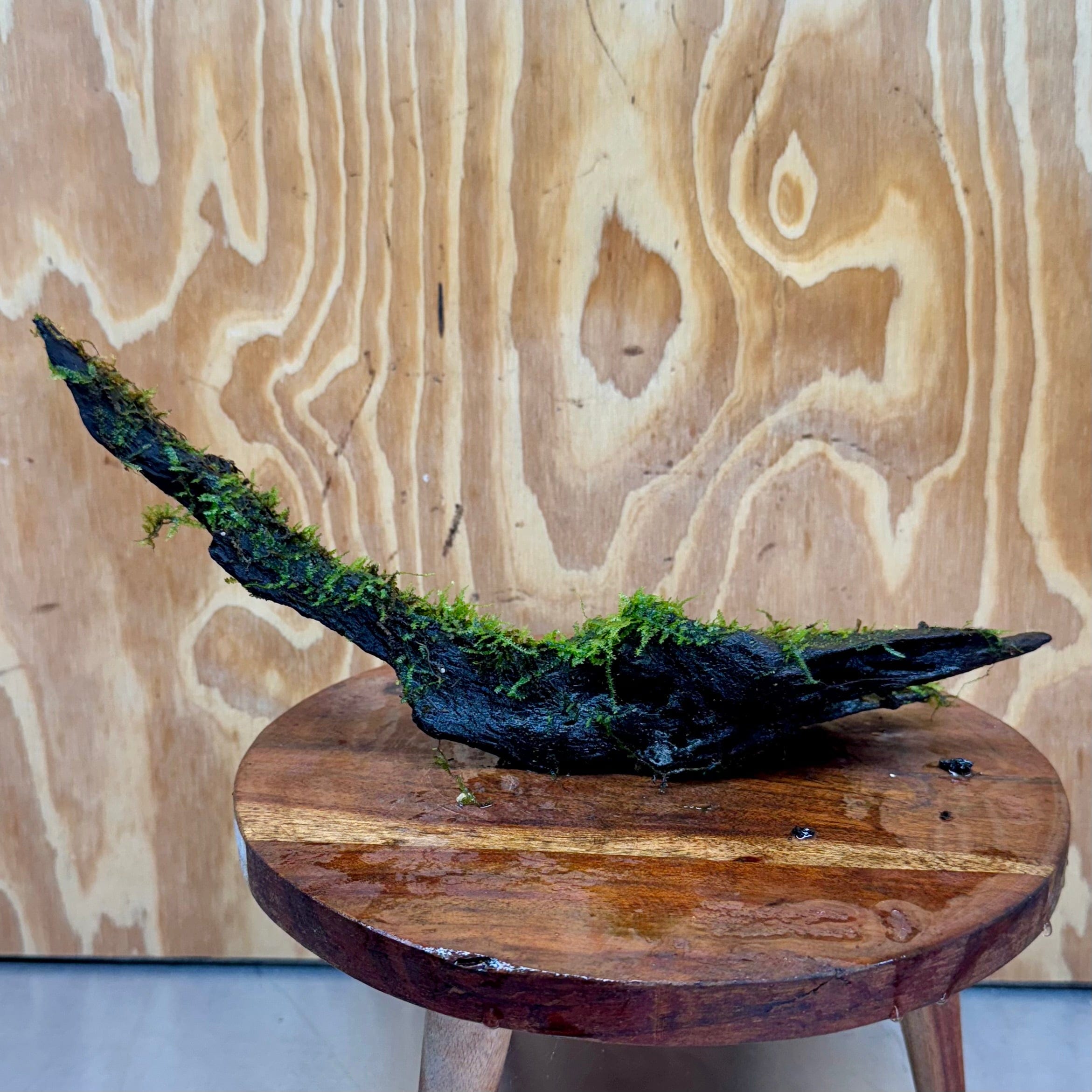 Scapeshop.com.au One Only Curve Fontinalis Log - Large (Java Moss) - One Only Curve Fontinalis Log - Large (Java Moss) - One Only