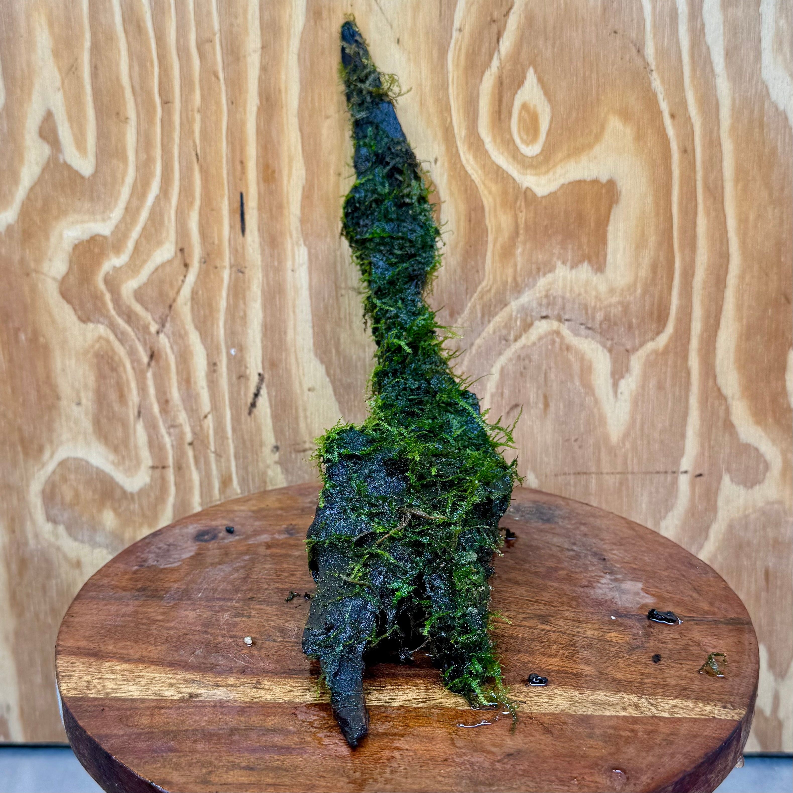 Scapeshop.com.au One Only Curve Fontinalis Log - Large (Java Moss) - One Only Curve Fontinalis Log - Large (Java Moss) - One Only