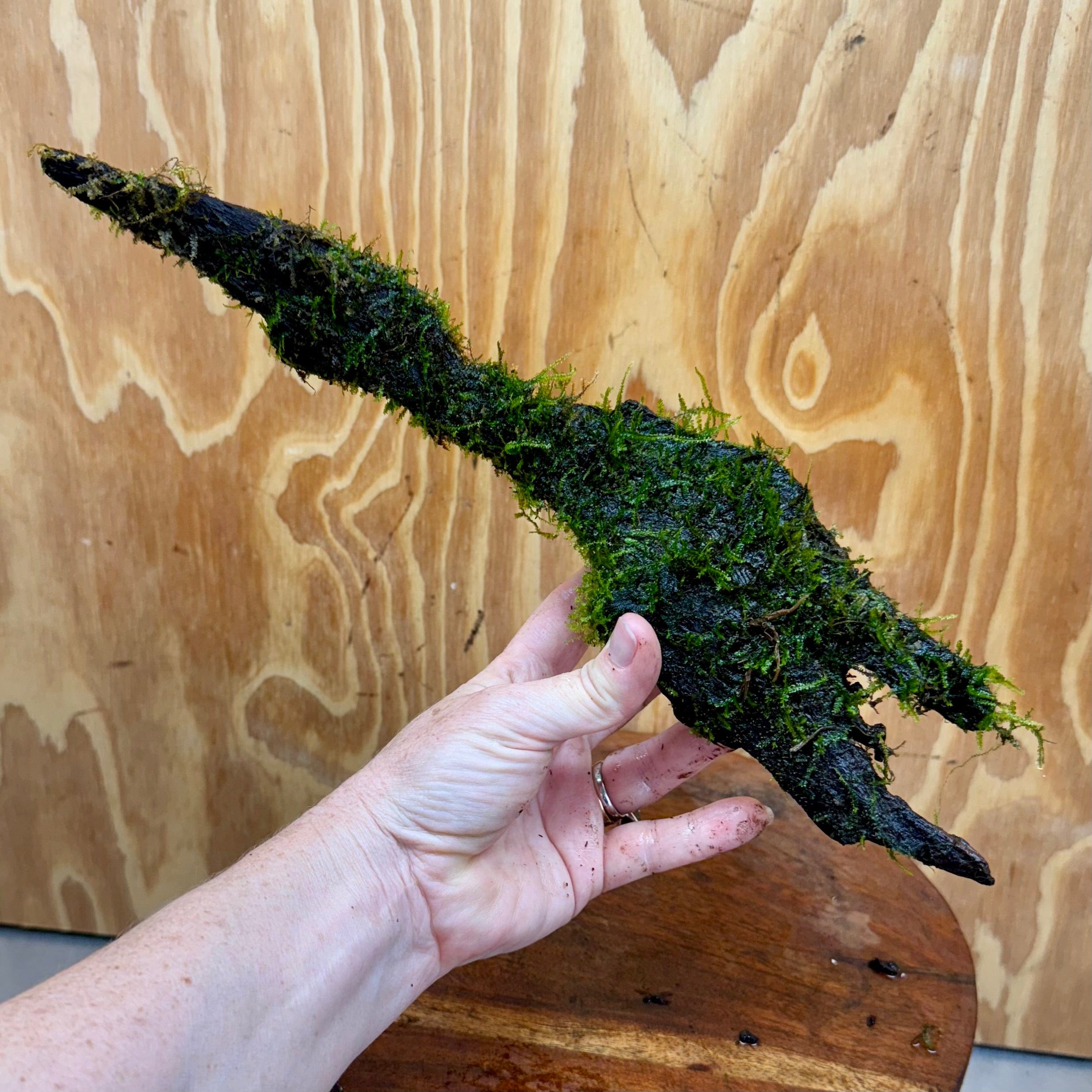 Scapeshop.com.au One Only Curve Fontinalis Log - Large (Java Moss) - One Only Curve Fontinalis Log - Large (Java Moss) - One Only