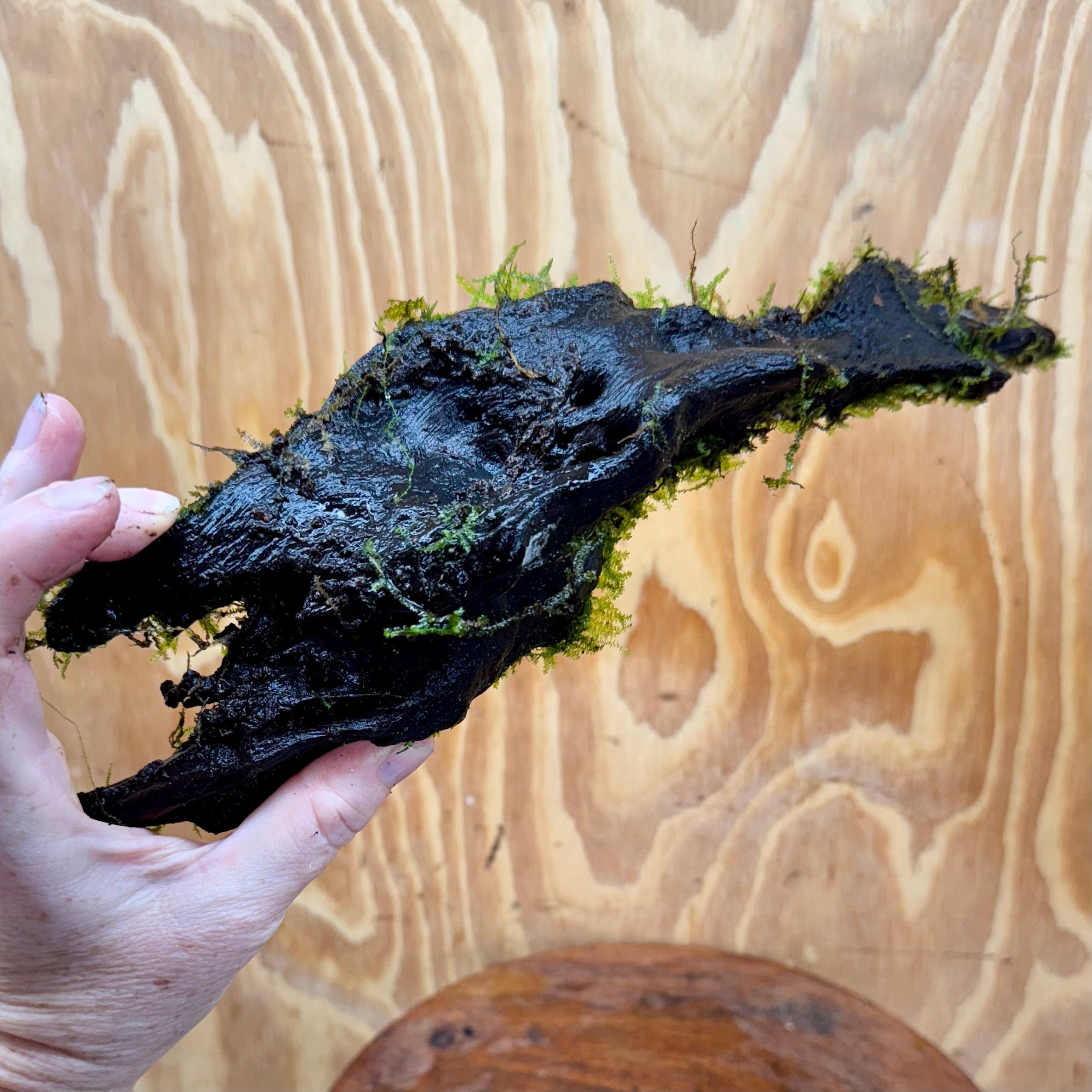 Scapeshop.com.au One Only Curve Fontinalis Log - Large (Java Moss) - One Only Curve Fontinalis Log - Large (Java Moss) - One Only