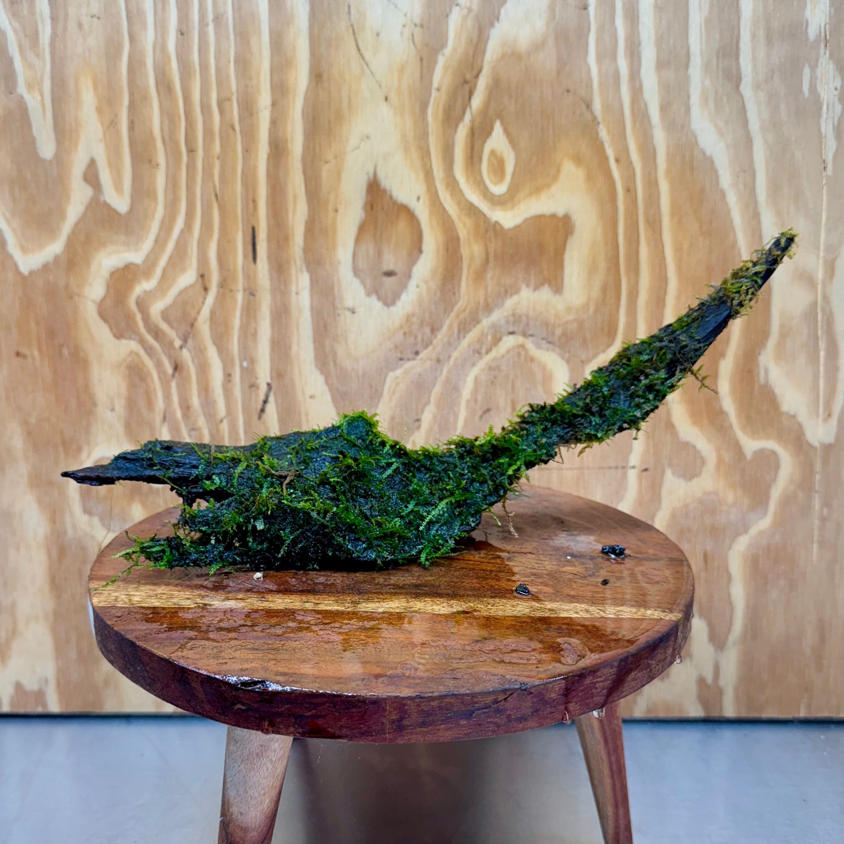 Scapeshop.com.au One Only Curve Fontinalis Log - Large (Java Moss) - One Only Curve Fontinalis Log - Large (Java Moss) - One Only