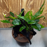 Scapeshop.com.au One Only Double Anubias - Angela and Jenny Plus Microsorum 'Thai'(Java Fern) Driftwood Creation - One Only - Flamboyant Double Anubias - Angela and Jenny Plus Microsorum 'Thai'(Java Fern) Driftwood Creation - One Only - Flamboyant