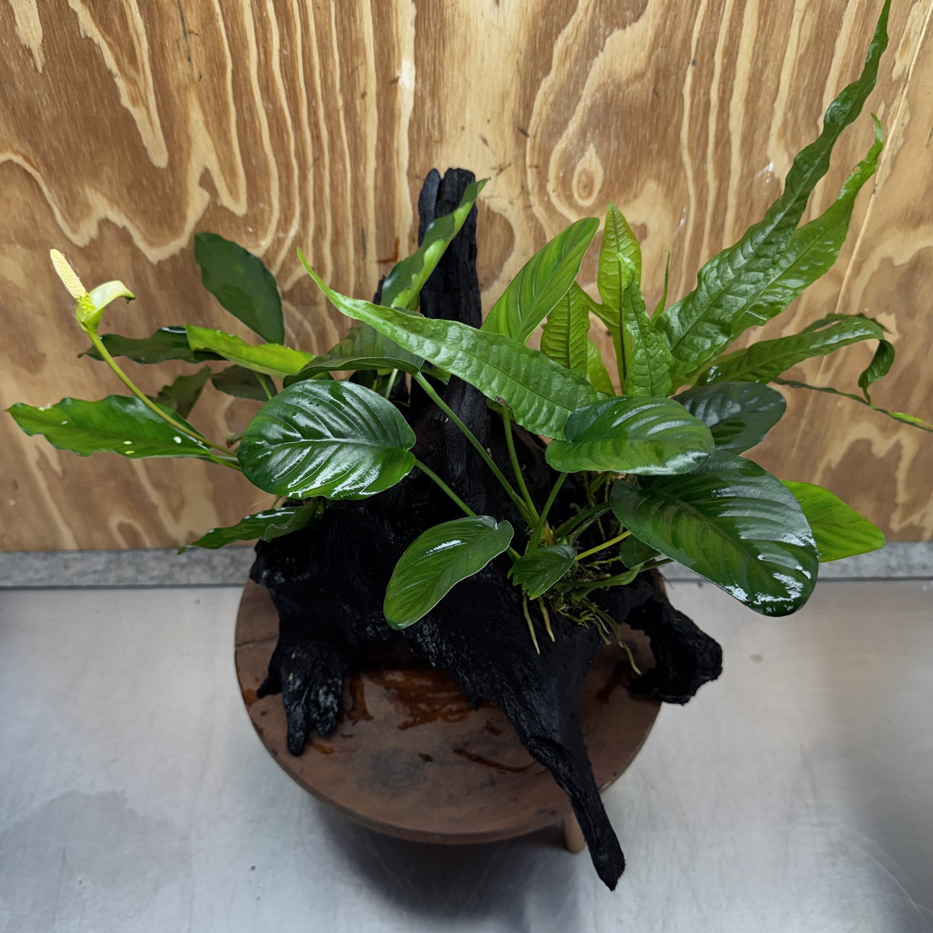 Scapeshop.com.au One Only Double Anubias - Angela and Jenny Plus Microsorum 'Thai'(Java Fern) Driftwood Creation - One Only - Flamboyant Double Anubias - Angela and Jenny Plus Microsorum 'Thai'(Java Fern) Driftwood Creation - One Only - Flamboyant