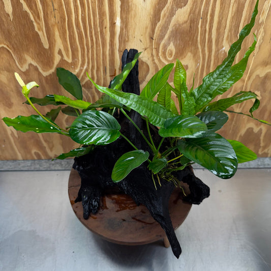 Scapeshop.com.au One Only Double Anubias - Angela and Jenny Plus Microsorum 'Thai'(Java Fern) Driftwood Creation - One Only - Flamboyant Double Anubias - Angela and Jenny Plus Microsorum 'Thai'(Java Fern) Driftwood Creation - One Only - Flamboyant