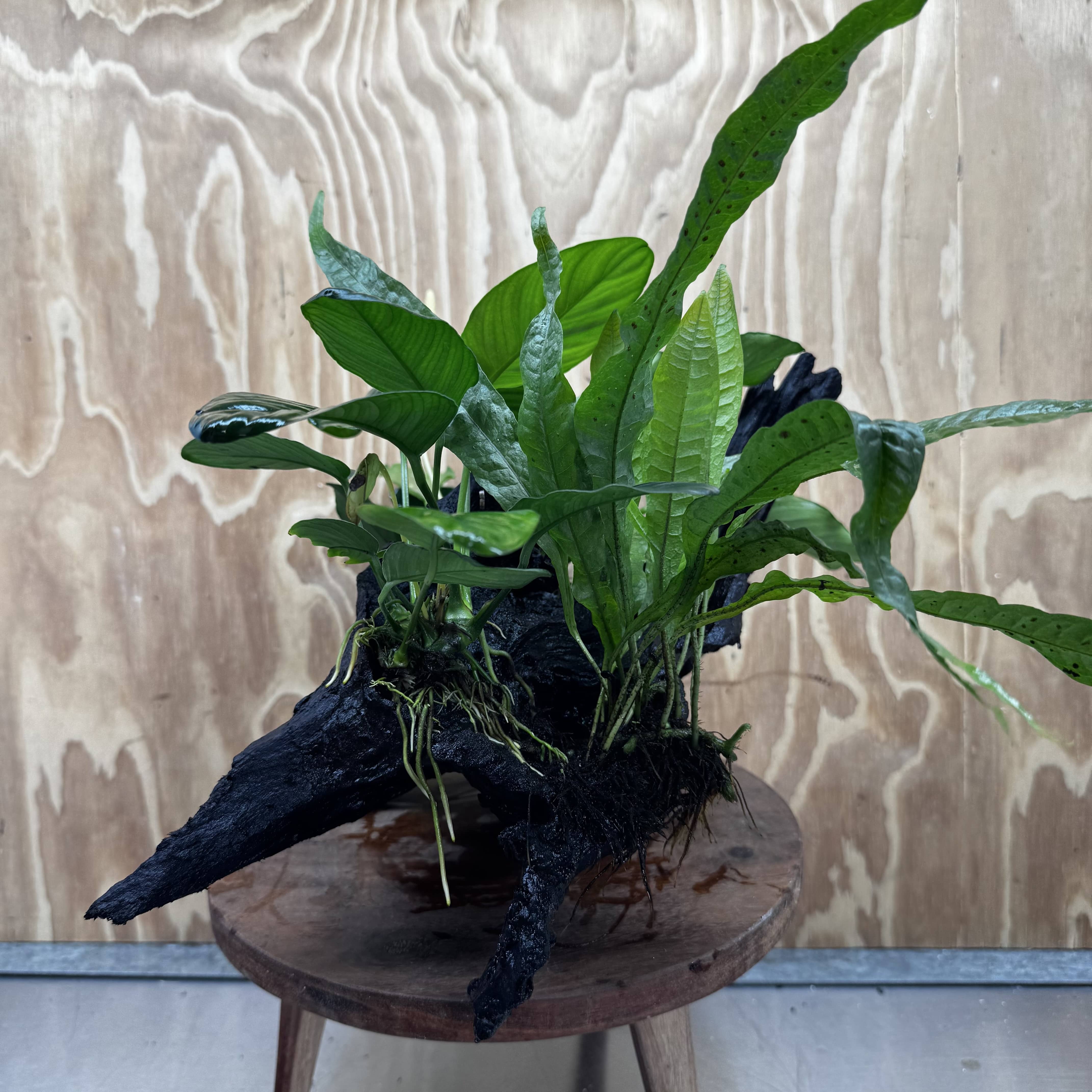 Scapeshop.com.au One Only Double Anubias - Angela and Jenny Plus Microsorum 'Thai'(Java Fern) Driftwood Creation - One Only - Flamboyant Double Anubias - Angela and Jenny Plus Microsorum 'Thai'(Java Fern) Driftwood Creation - One Only - Flamboyant