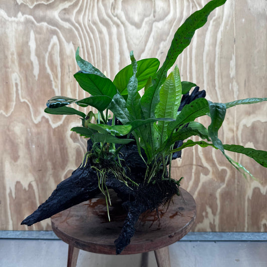 Scapeshop.com.au One Only Double Anubias - Angela and Jenny Plus Microsorum 'Thai'(Java Fern) Driftwood Creation - One Only - Flamboyant Double Anubias - Angela and Jenny Plus Microsorum 'Thai'(Java Fern) Driftwood Creation - One Only - Flamboyant