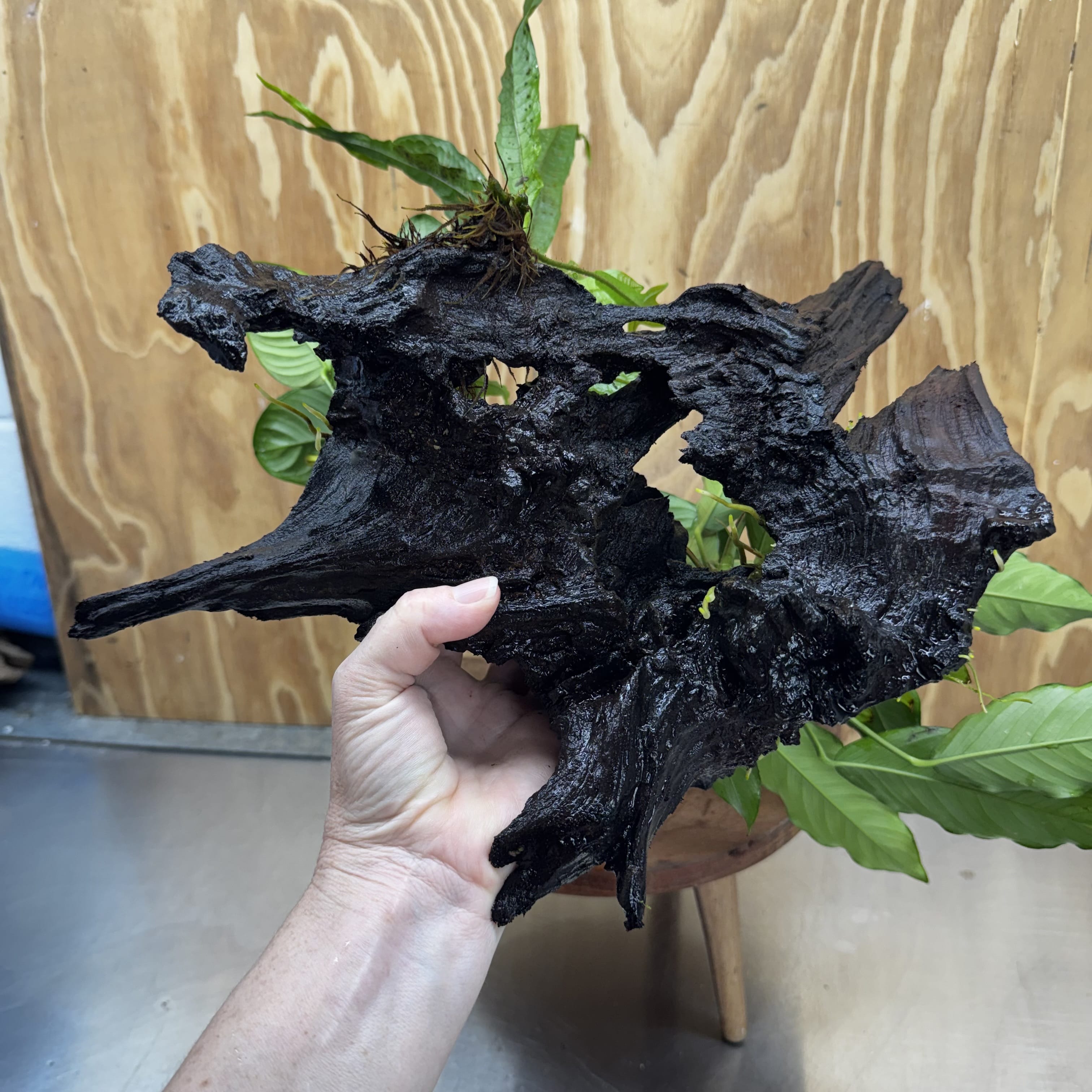 Scapeshop.com.au One Only Double Anubias - Angela and Jenny Plus Microsorum 'Thai'(Java Fern) Driftwood Creation - One Only - Flamboyant Double Anubias - Angela and Jenny Plus Microsorum 'Thai'(Java Fern) Driftwood Creation - One Only - Flamboyant
