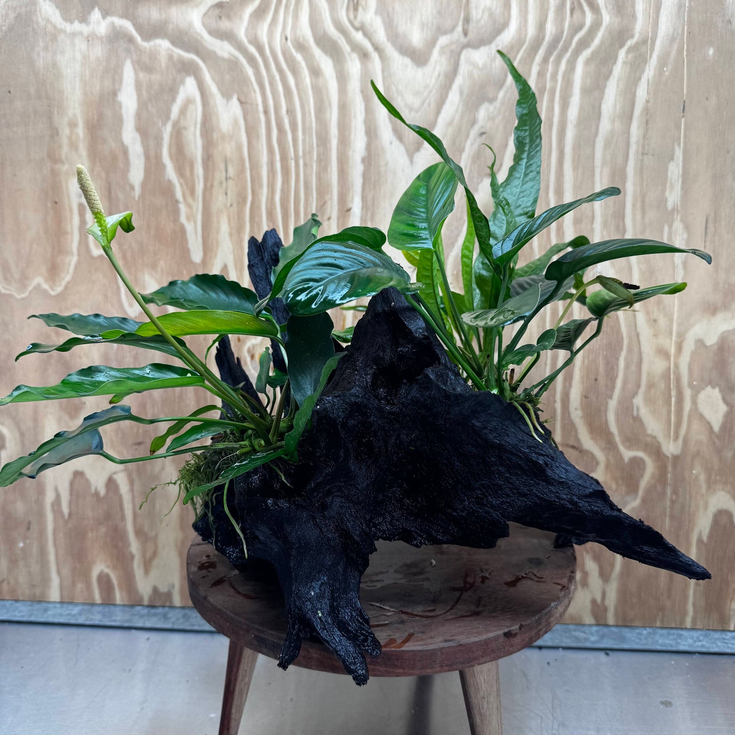 Scapeshop.com.au One Only Double Anubias - Angela and Jenny Plus Microsorum 'Thai'(Java Fern) Driftwood Creation - One Only - Flamboyant Double Anubias - Angela and Jenny Plus Microsorum 'Thai'(Java Fern) Driftwood Creation - One Only - Flamboyant