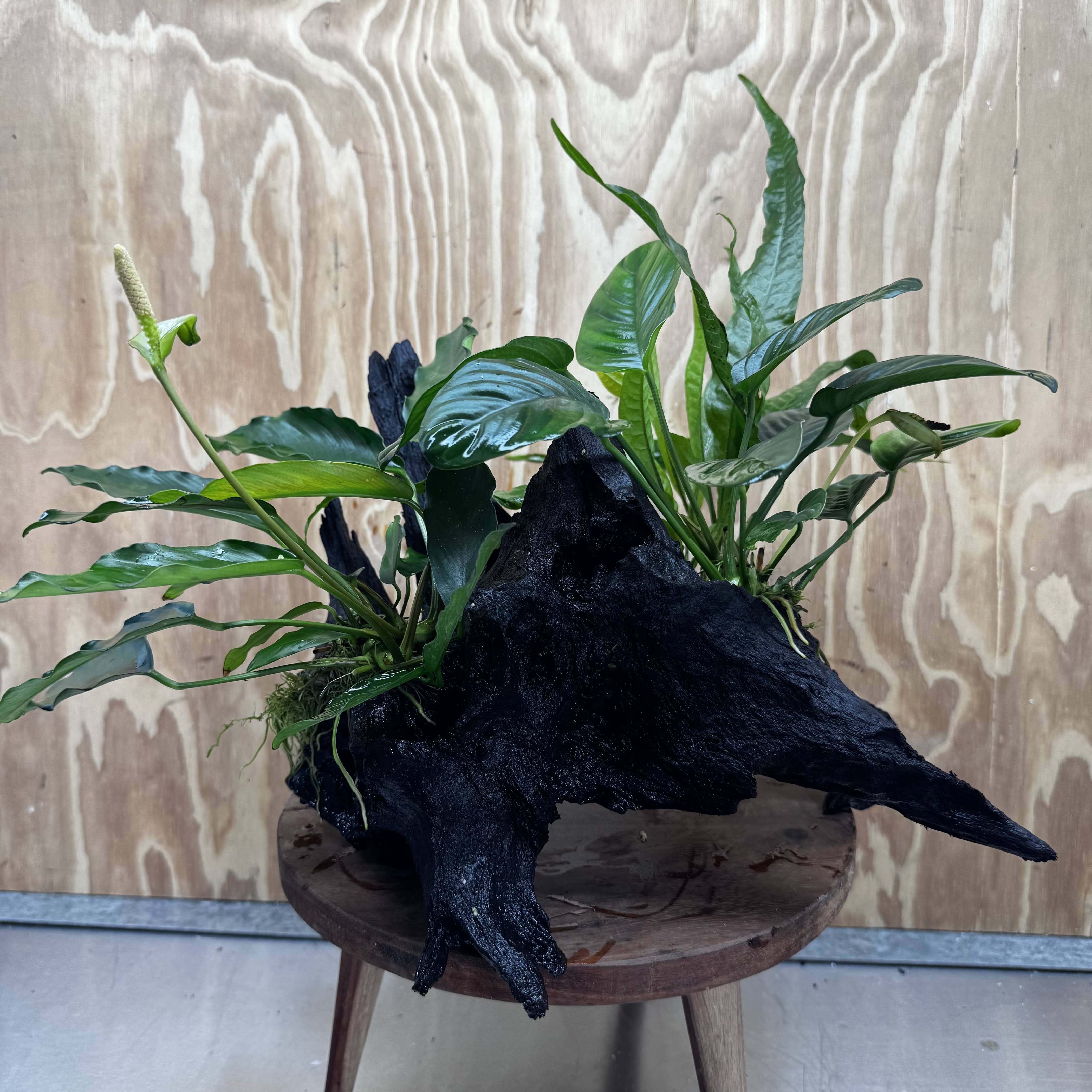 Scapeshop.com.au One Only Double Anubias - Angela and Jenny Plus Microsorum 'Thai'(Java Fern) Driftwood Creation - One Only - Flamboyant Double Anubias - Angela and Jenny Plus Microsorum 'Thai'(Java Fern) Driftwood Creation - One Only - Flamboyant