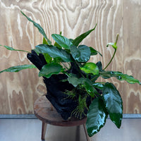Scapeshop.com.au One Only Double Anubias - Angela and Jenny Plus Microsorum 'Thai'(Java Fern) Driftwood Creation - One Only - Flamboyant Double Anubias - Angela and Jenny Plus Microsorum 'Thai'(Java Fern) Driftwood Creation - One Only - Flamboyant