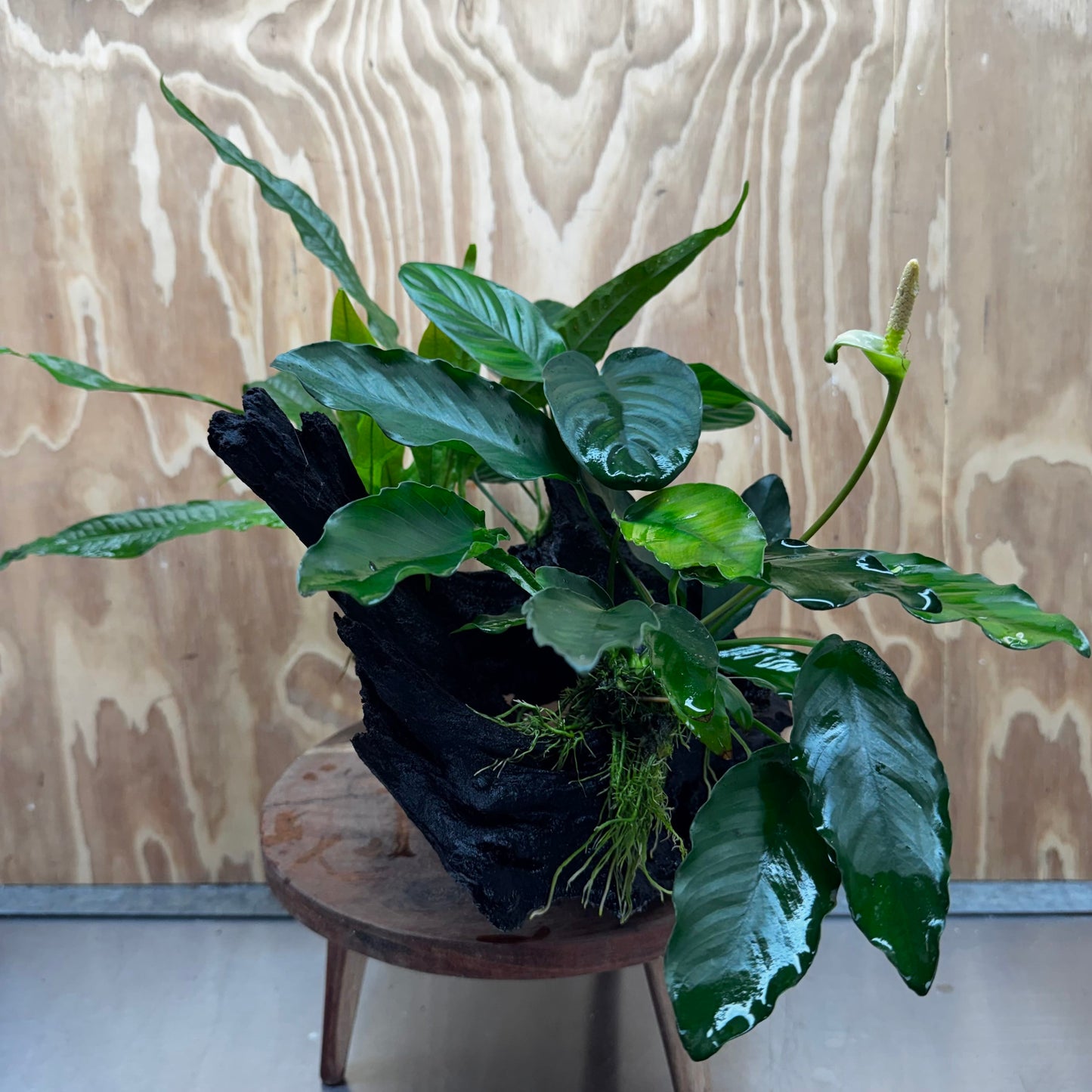 Scapeshop.com.au One Only Double Anubias - Angela and Jenny Plus Microsorum 'Thai'(Java Fern) Driftwood Creation - One Only - Flamboyant Double Anubias - Angela and Jenny Plus Microsorum 'Thai'(Java Fern) Driftwood Creation - One Only - Flamboyant