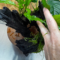 Scapeshop.com.au One Only Double Anubias - Angela and Jenny Plus Microsorum 'Thai'(Java Fern) Driftwood Creation - One Only - Flamboyant Double Anubias - Angela and Jenny Plus Microsorum 'Thai'(Java Fern) Driftwood Creation - One Only - Flamboyant