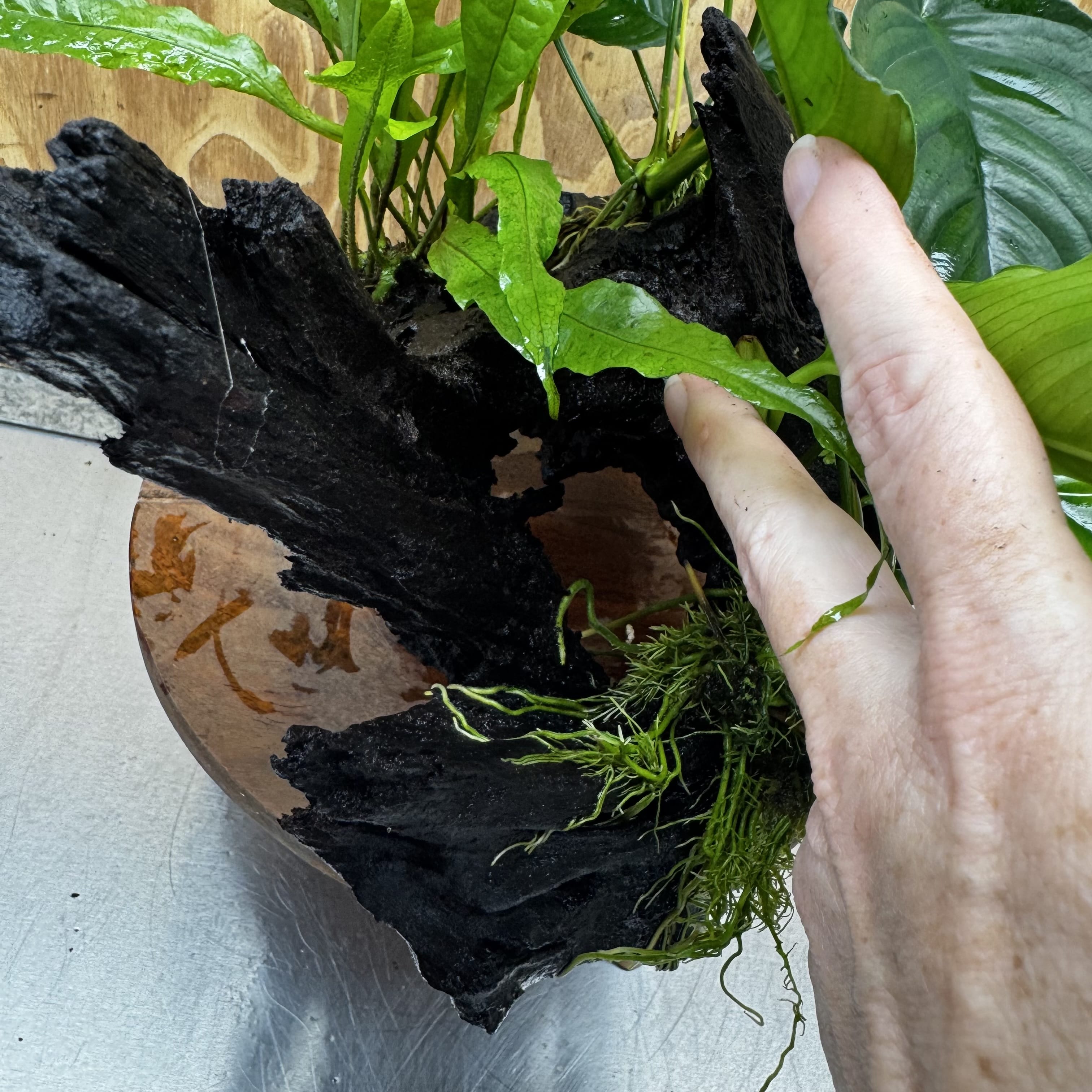 Scapeshop.com.au One Only Double Anubias - Angela and Jenny Plus Microsorum 'Thai'(Java Fern) Driftwood Creation - One Only - Flamboyant Double Anubias - Angela and Jenny Plus Microsorum 'Thai'(Java Fern) Driftwood Creation - One Only - Flamboyant