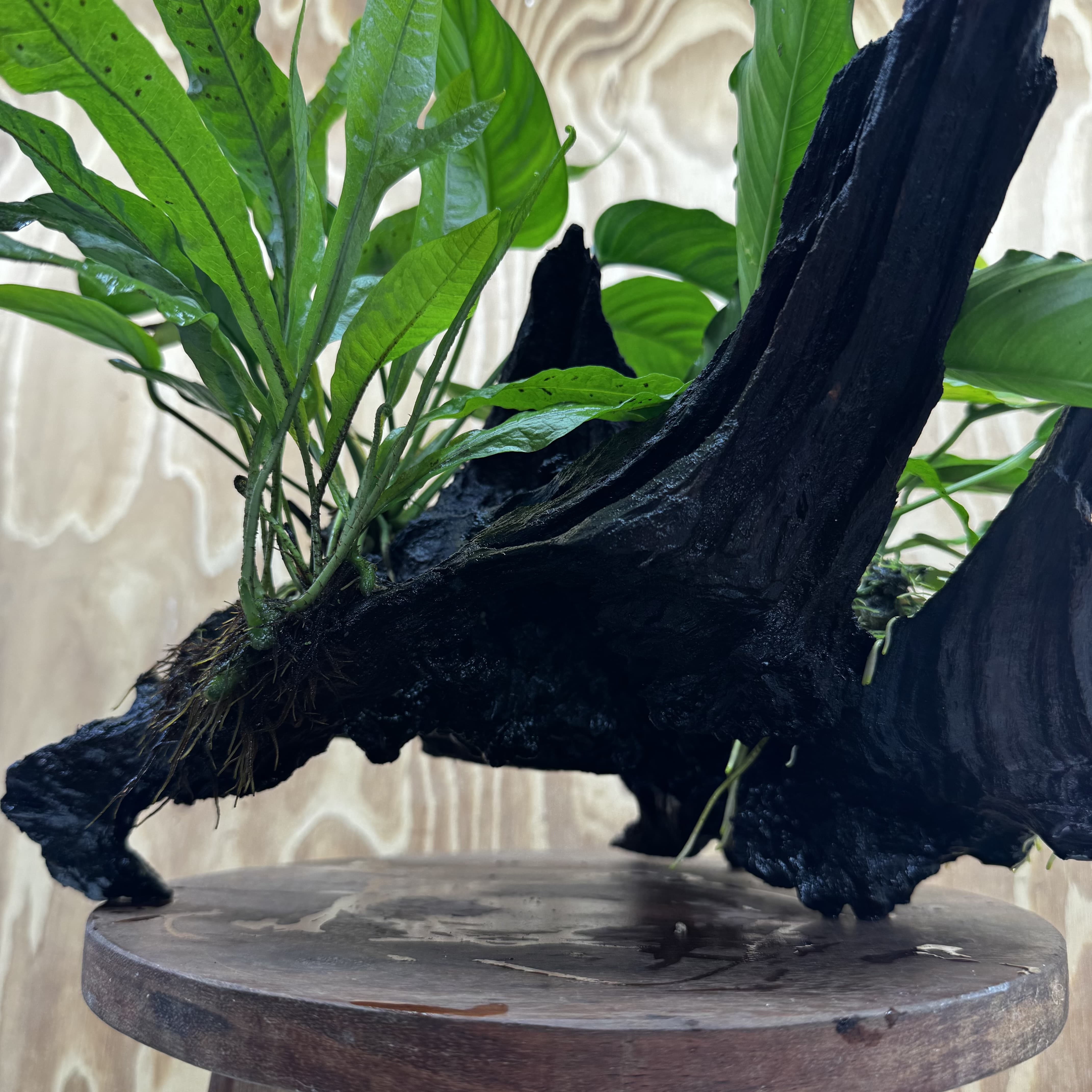 Scapeshop.com.au One Only Double Anubias - Angela and Jenny Plus Microsorum 'Thai'(Java Fern) Driftwood Creation - One Only - Flamboyant Double Anubias - Angela and Jenny Plus Microsorum 'Thai'(Java Fern) Driftwood Creation - One Only - Flamboyant