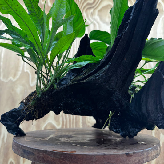 Scapeshop.com.au One Only Double Anubias - Angela and Jenny Plus Microsorum 'Thai'(Java Fern) Driftwood Creation - One Only - Flamboyant Double Anubias - Angela and Jenny Plus Microsorum 'Thai'(Java Fern) Driftwood Creation - One Only - Flamboyant