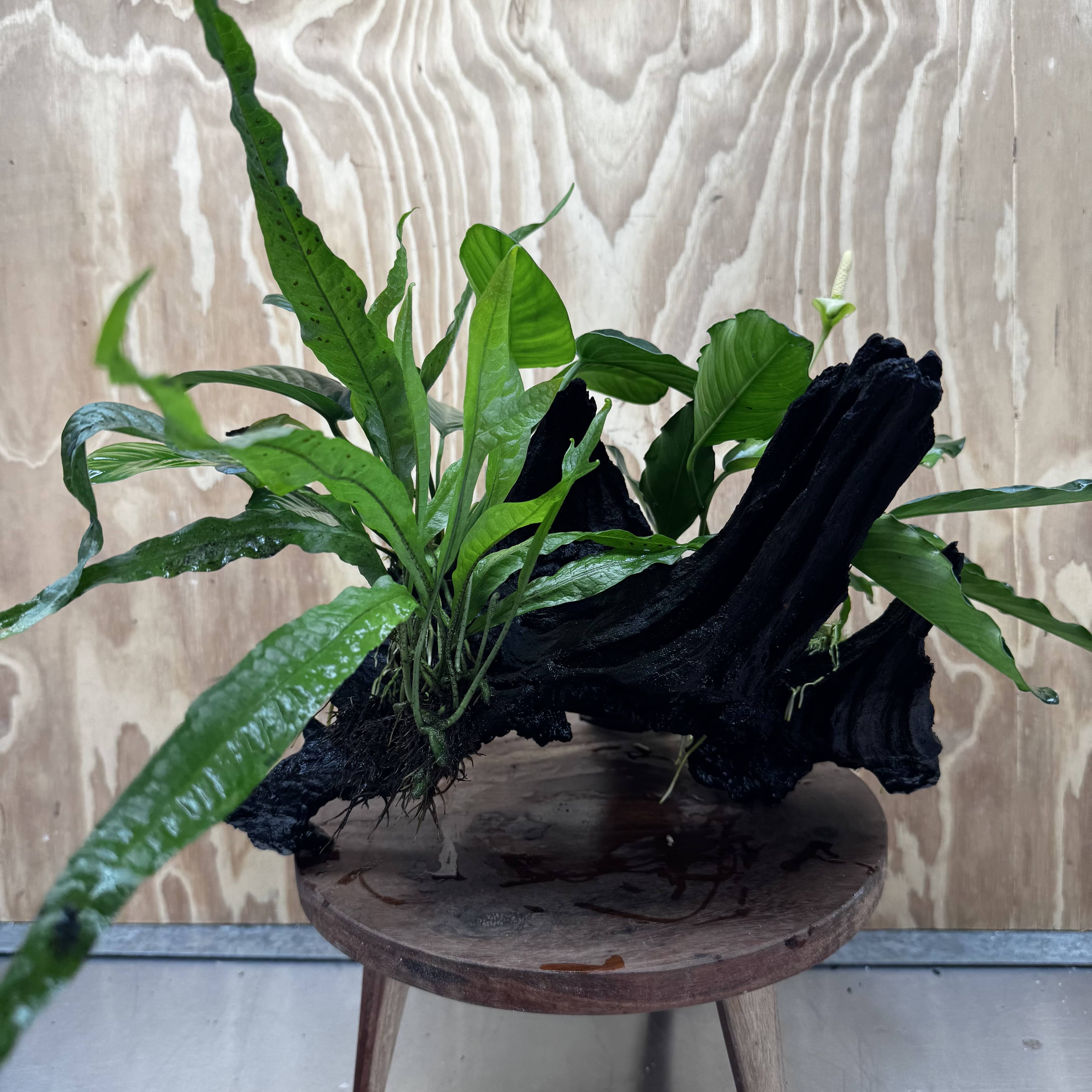 Scapeshop.com.au One Only Double Anubias - Angela and Jenny Plus Microsorum 'Thai'(Java Fern) Driftwood Creation - One Only - Flamboyant Double Anubias - Angela and Jenny Plus Microsorum 'Thai'(Java Fern) Driftwood Creation - One Only - Flamboyant