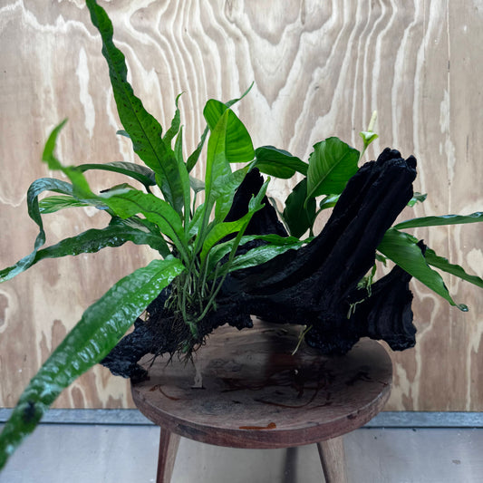 Scapeshop.com.au One Only Double Anubias - Angela and Jenny Plus Microsorum 'Thai'(Java Fern) Driftwood Creation - One Only - Flamboyant Double Anubias - Angela and Jenny Plus Microsorum 'Thai'(Java Fern) Driftwood Creation - One Only - Flamboyant