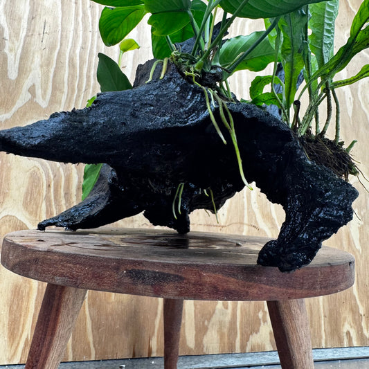 Scapeshop.com.au One Only Double Anubias - Angela and Jenny Plus Microsorum 'Thai'(Java Fern) Driftwood Creation - One Only - Flamboyant Double Anubias - Angela and Jenny Plus Microsorum 'Thai'(Java Fern) Driftwood Creation - One Only - Flamboyant