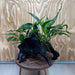 Scapeshop.com.au One Only Double Anubias - Angela and Jenny Plus Microsorum 'Thai'(Java Fern) Driftwood Creation - One Only - Flamboyant Double Anubias - Angela and Jenny Plus Microsorum 'Thai'(Java Fern) Driftwood Creation - One Only - Flamboyant