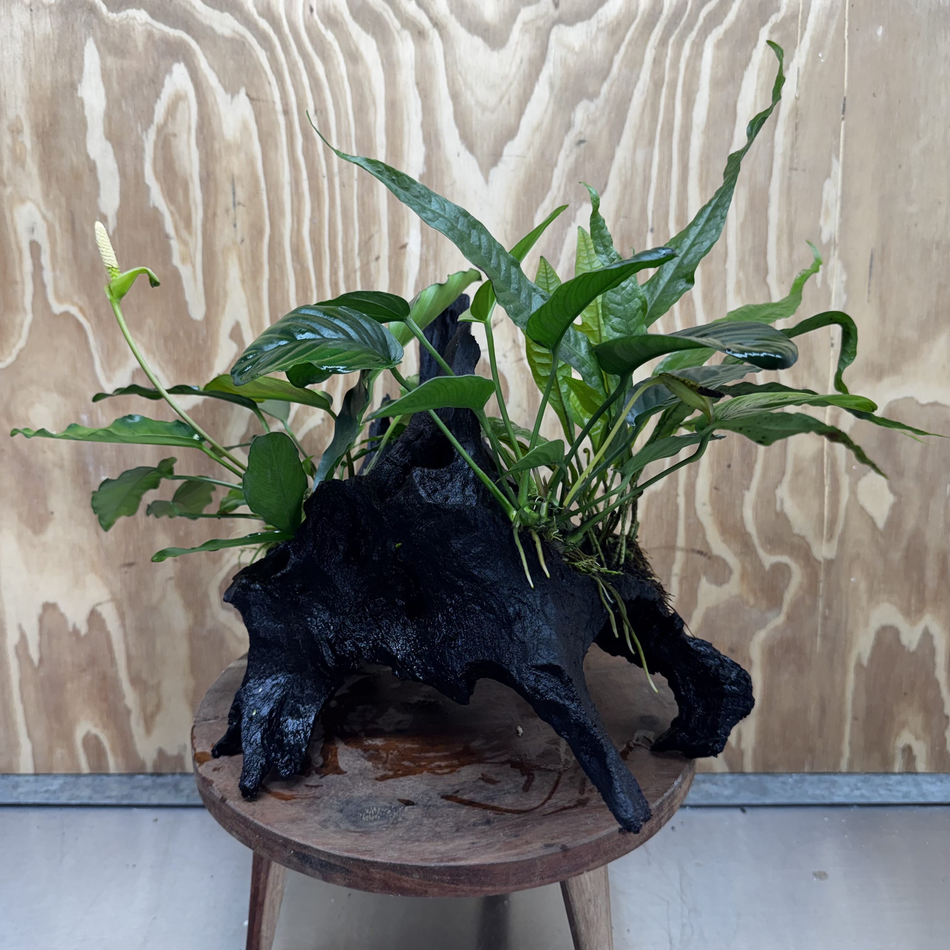 Scapeshop.com.au One Only Double Anubias - Angela and Jenny Plus Microsorum 'Thai'(Java Fern) Driftwood Creation - One Only - Flamboyant Double Anubias - Angela and Jenny Plus Microsorum 'Thai'(Java Fern) Driftwood Creation - One Only - Flamboyant