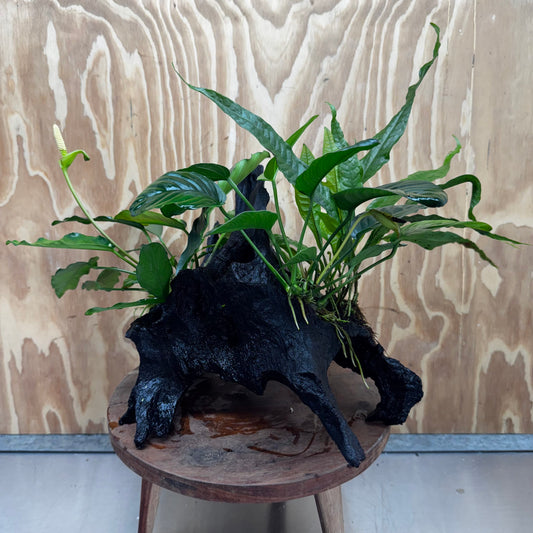 Scapeshop.com.au One Only Double Anubias - Angela and Jenny Plus Microsorum 'Thai'(Java Fern) Driftwood Creation - One Only - Flamboyant Double Anubias - Angela and Jenny Plus Microsorum 'Thai'(Java Fern) Driftwood Creation - One Only - Flamboyant