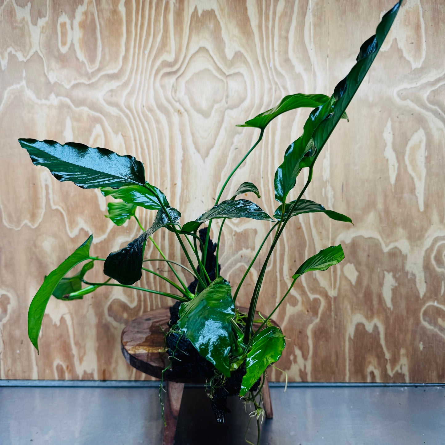Scapeshop.com.au One Only Double Anubias Barteri and Lisa on Extra-Large Driftwood  - One Only - Bold Double Anubias Barteri and Lisa on Extra-Large Driftwood  - One Only - Bold