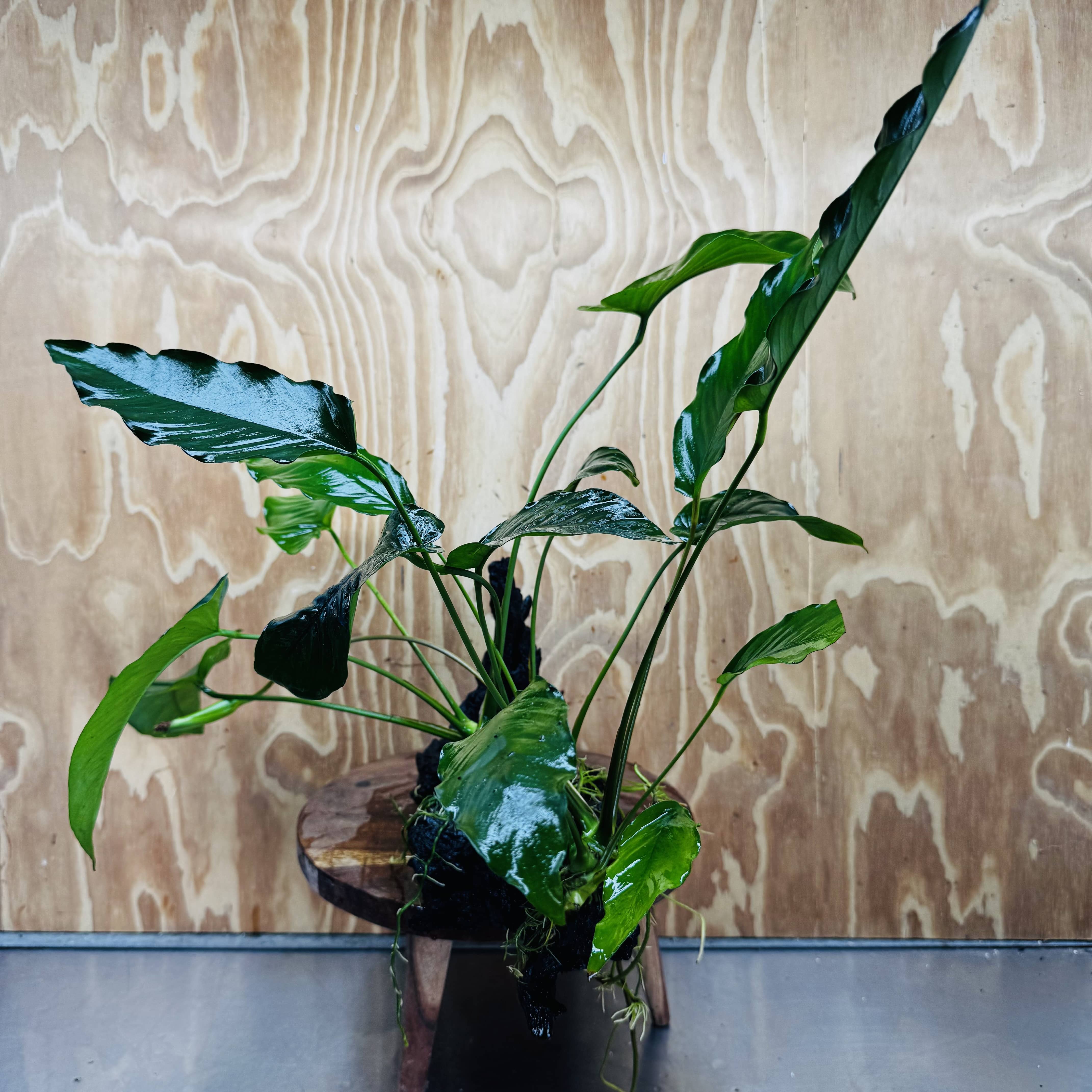 Scapeshop.com.au One Only Double Anubias Barteri and Lisa on Extra-Large Driftwood  - One Only - Bold Double Anubias Barteri and Lisa on Extra-Large Driftwood  - One Only - Bold
