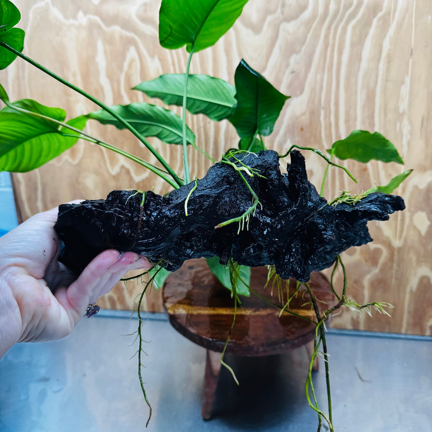 Scapeshop.com.au One Only Double Anubias Barteri and Lisa on Extra-Large Driftwood  - One Only - Bold Double Anubias Barteri and Lisa on Extra-Large Driftwood  - One Only - Bold