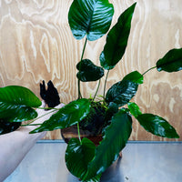 Scapeshop.com.au One Only Double Anubias Barteri and Lisa on Extra-Large Driftwood  - One Only - Bold Double Anubias Barteri and Lisa on Extra-Large Driftwood  - One Only - Bold