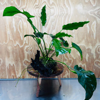 Scapeshop.com.au One Only Double Anubias Barteri and Lisa on Extra-Large Driftwood  - One Only - Bold Double Anubias Barteri and Lisa on Extra-Large Driftwood  - One Only - Bold