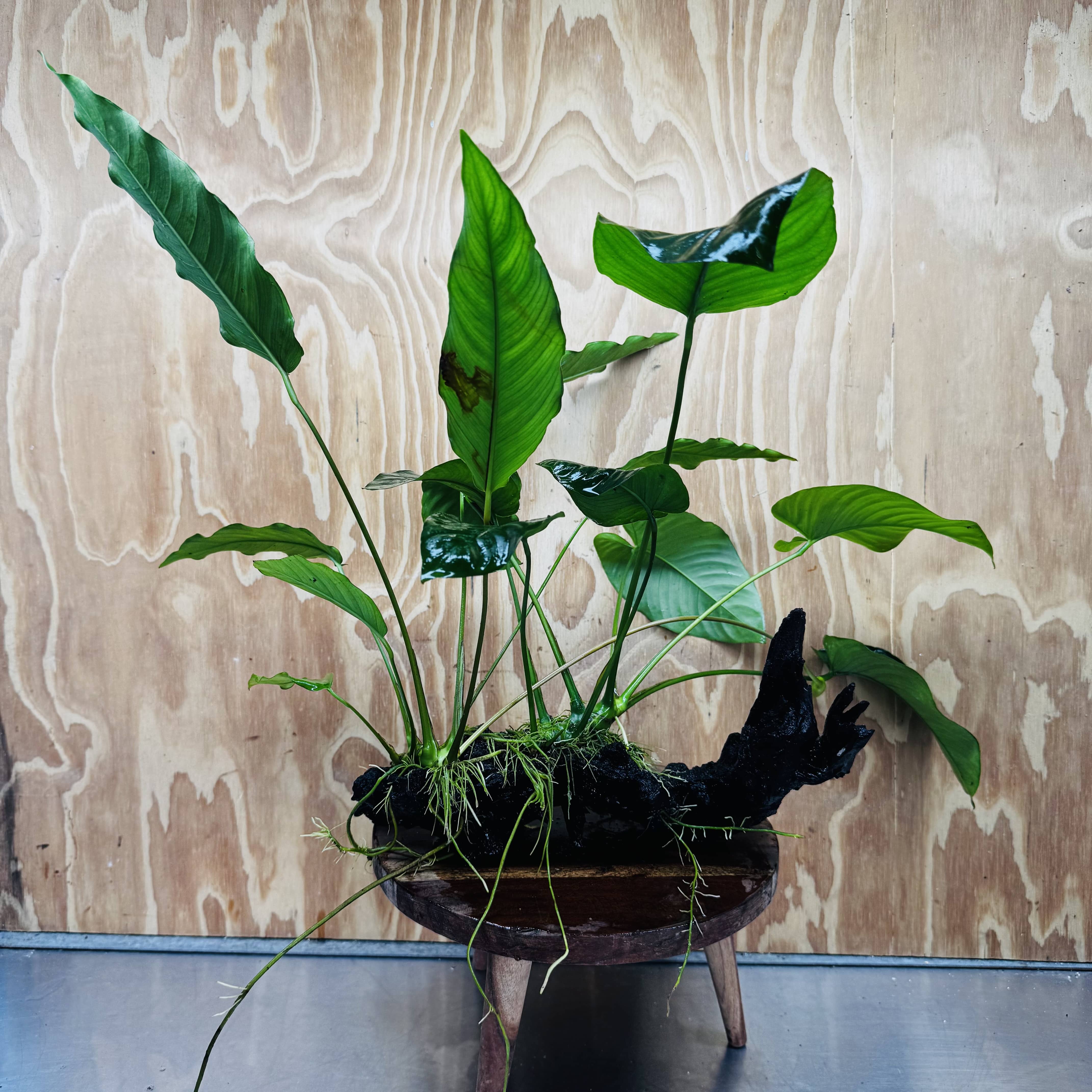 Scapeshop.com.au One Only Double Anubias Barteri and Lisa on Extra-Large Driftwood  - One Only - Bold Double Anubias Barteri and Lisa on Extra-Large Driftwood  - One Only - Bold
