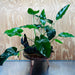 Scapeshop.com.au One Only Double Anubias Barteri and Lisa on Extra-Large Driftwood  - One Only - Bold Double Anubias Barteri and Lisa on Extra-Large Driftwood  - One Only - Bold