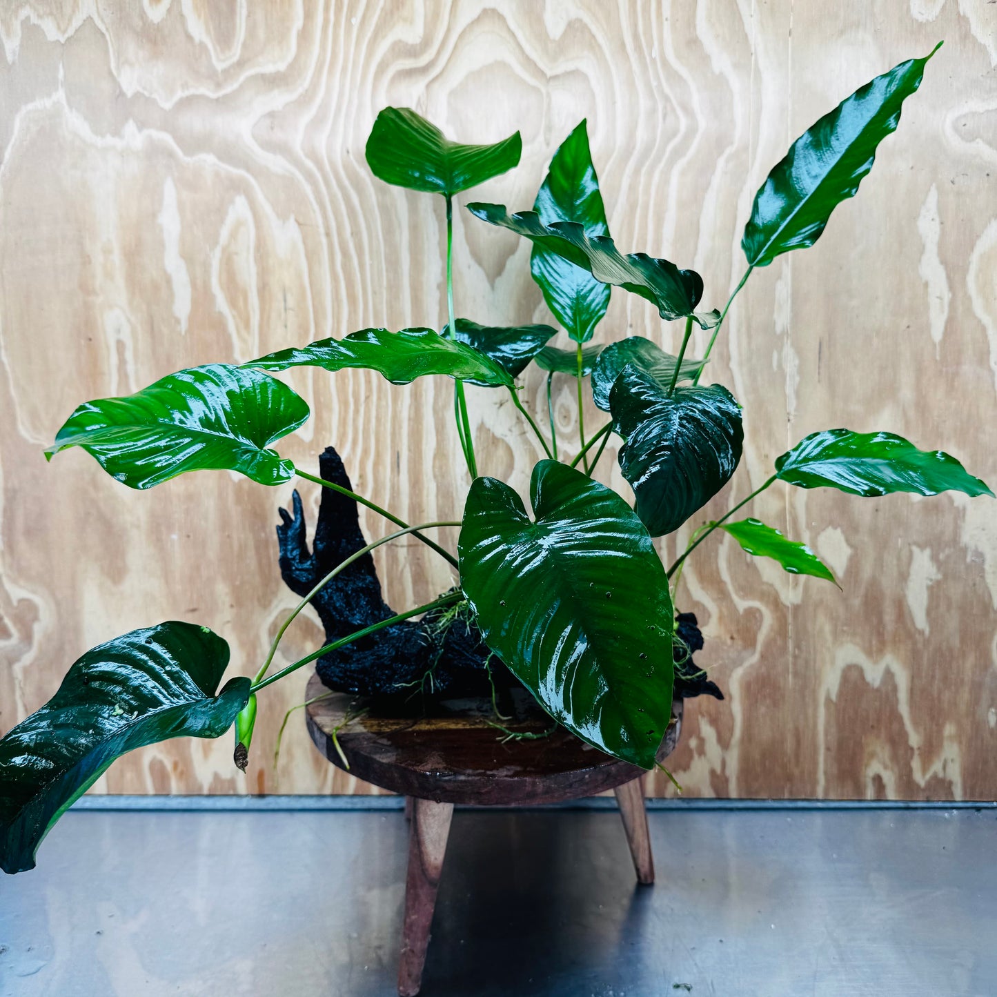 Scapeshop.com.au One Only Double Anubias Barteri and Lisa on Extra-Large Driftwood  - One Only - Bold Double Anubias Barteri and Lisa on Extra-Large Driftwood  - One Only - Bold
