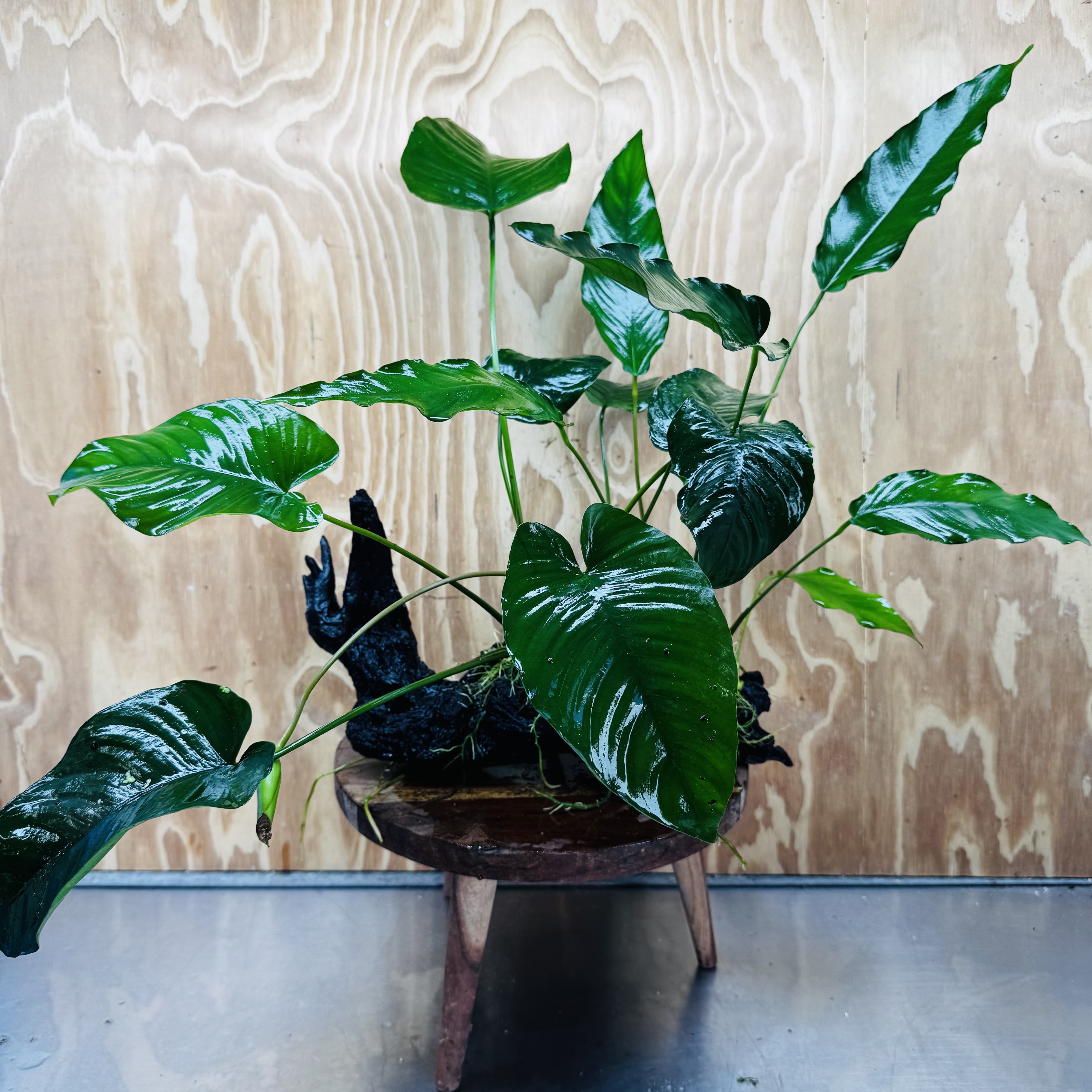Scapeshop.com.au One Only Double Anubias Barteri and Lisa on Extra-Large Driftwood  - One Only - Bold Double Anubias Barteri and Lisa on Extra-Large Driftwood  - One Only - Bold