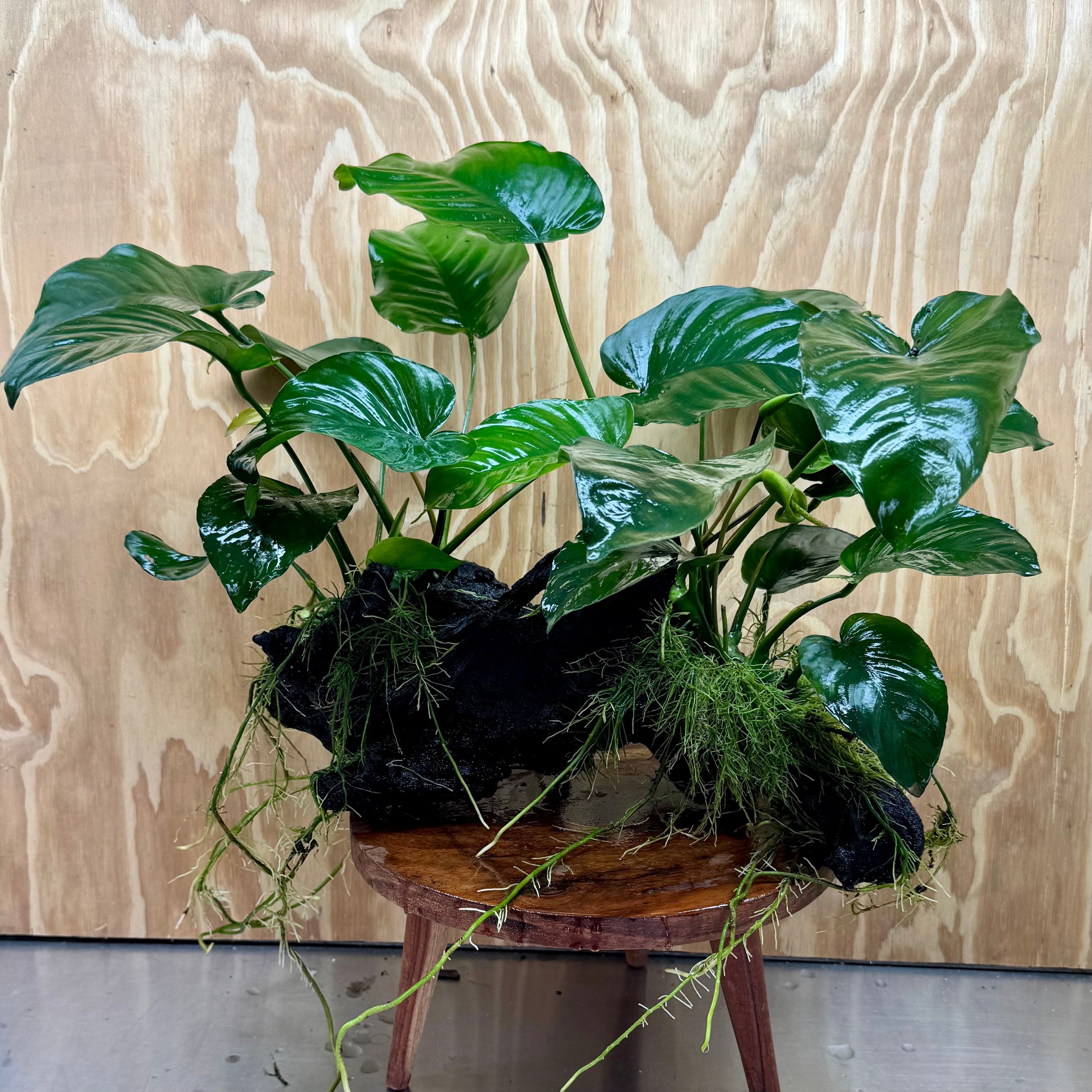 Scapeshop.com.au One Only Double Anubias 'Barteri' on Extra-Large Driftwood Creation - One Only Double Anubias 'Barteri' and 'Isabelle' on Extra-Large Driftwood Creation - One Only - 1