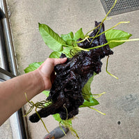 Scapeshop.com.au One Only Double Anubias Barteri on Extra-Large Driftwood  - One Only - Bold Double Anubias Barteri on Extra-Large Driftwood  - One Only - Bold