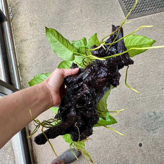 Scapeshop.com.au One Only Double Anubias Barteri on Extra-Large Driftwood  - One Only - Bold Double Anubias Barteri on Extra-Large Driftwood  - One Only - Bold