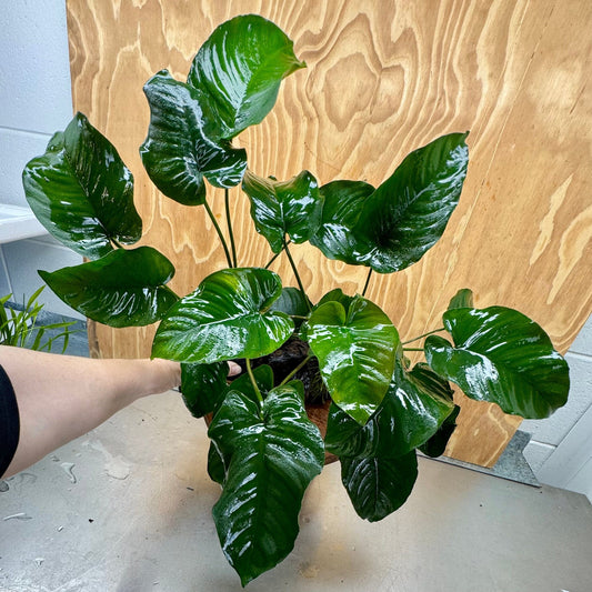 Scapeshop.com.au One Only Double Anubias Barteri on Extra-Large Driftwood  - One Only - Bold Double Anubias Barteri on Extra-Large Driftwood  - One Only - Bold