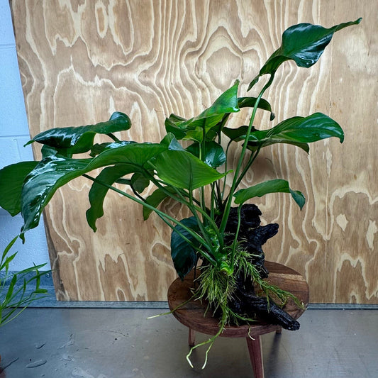 Scapeshop.com.au One Only Double Anubias Barteri on Extra-Large Driftwood  - One Only - Bold Double Anubias Barteri on Extra-Large Driftwood  - One Only - Bold