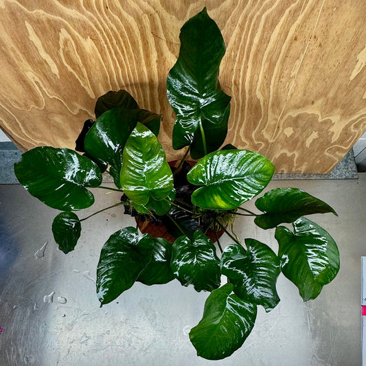 Scapeshop.com.au One Only Double Anubias Barteri on Extra-Large Driftwood  - One Only - Bold Double Anubias Barteri on Extra-Large Driftwood  - One Only - Bold