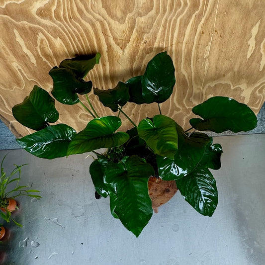 Scapeshop.com.au One Only Double Anubias Barteri on Extra-Large Driftwood  - One Only - Bold Double Anubias Barteri on Extra-Large Driftwood  - One Only - Bold