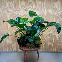 Scapeshop.com.au One Only Double Anubias Barteri on Extra-Large Driftwood  - One Only - Bold Double Anubias Barteri on Extra-Large Driftwood  - One Only - Bold