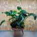 Scapeshop.com.au One Only Double Anubias Barteri on Extra-Large Driftwood  - One Only - Bold Double Anubias Barteri on Extra-Large Driftwood  - One Only - Bold