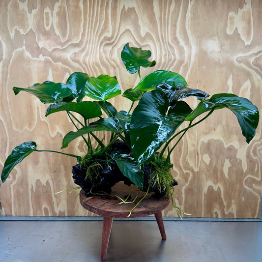 Scapeshop.com.au One Only Double Anubias Barteri on Extra-Large Driftwood  - One Only - Bold Double Anubias Barteri on Extra-Large Driftwood  - One Only - Bold