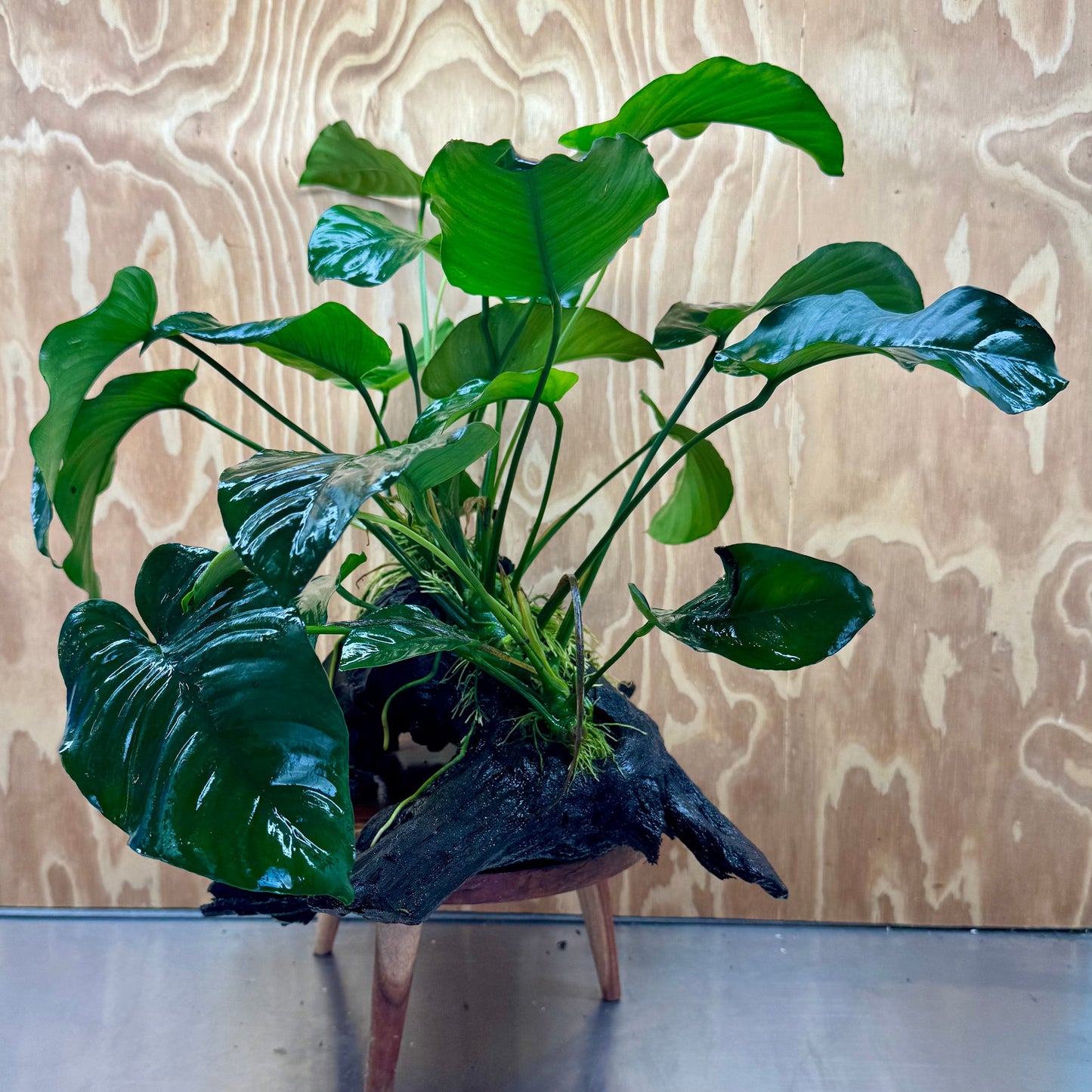 Scapeshop.com.au One Only Double Anubias Barteri on Extra-Large Driftwood  - One Only - Bold Double Anubias Barteri on Extra-Large Driftwood  - One Only - Bold