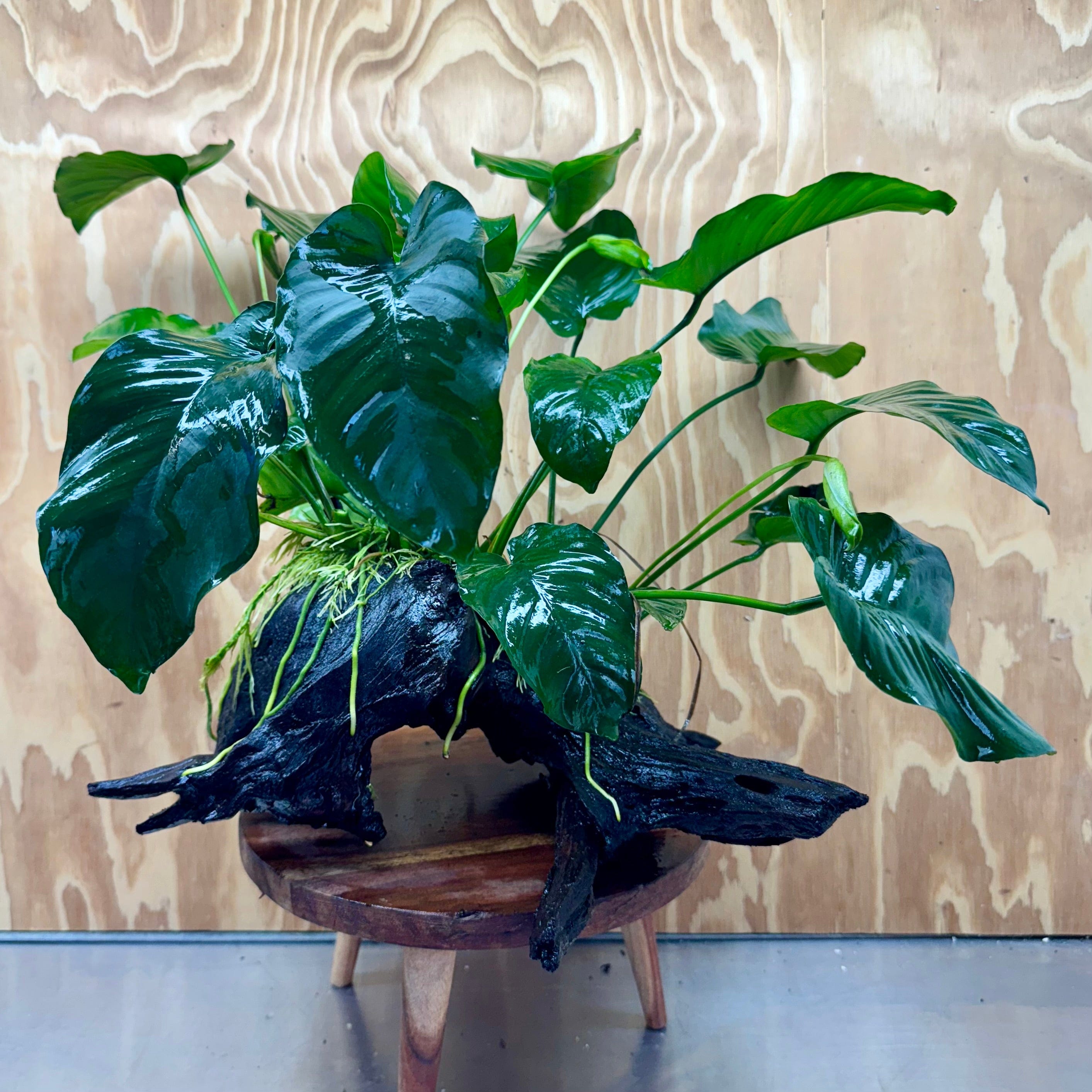 Scapeshop.com.au One Only Double Anubias Barteri on Extra-Large Driftwood  - One Only - Bold Double Anubias Barteri on Extra-Large Driftwood  - One Only - Bold