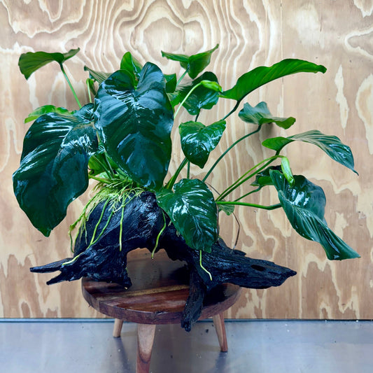 Scapeshop.com.au One Only Double Anubias Barteri on Extra-Large Driftwood  - One Only - Bold Double Anubias Barteri on Extra-Large Driftwood  - One Only - Bold